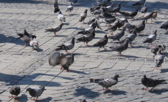 Timişoara: Consilierii USR-PLUS propun un regulament privind deţinerea animalelor de companie, dar şi legat de hrănirea animalelor şi păsărilor de pe domeniul public. „Porumbeii nu vor muri de foame dacă nu le dau oamenii hrană” – Administratie Locala