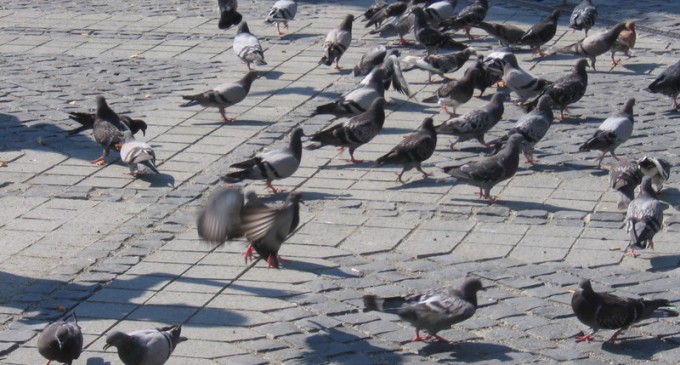 Timişoara: Consilierii USR-PLUS propun un regulament privind deţinerea animalelor de companie, dar şi legat de hrănirea animalelor şi păsărilor de pe domeniul public. „Porumbeii nu vor muri de foame dacă nu le dau oamenii hrană” – Administratie Locala