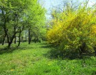 Creștinii ortodocşi celebrează azi Floriile sau Duminica Stâlpărilor, cea mai importantă sărbătoare care vesteşte Paştele, dar și una a celor cu nume de floare / Circa 1,4 milioane de români își serbează azi onomastica – Esential