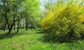 Creștinii ortodocşi celebrează azi Floriile sau Duminica Stâlpărilor, cea mai importantă sărbătoare care vesteşte Paştele, dar și una a celor cu nume de floare / Circa 1,4 milioane de români își serbează azi onomastica – Esential