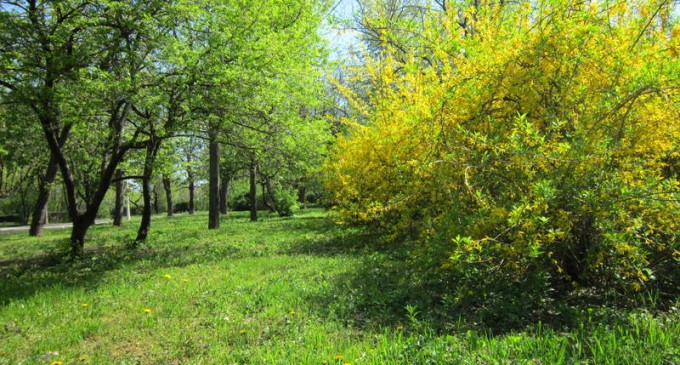 Creștinii ortodocşi celebrează azi Floriile sau Duminica Stâlpărilor, cea mai importantă sărbătoare care vesteşte Paştele, dar și una a celor cu nume de floare / Circa 1,4 milioane de români își serbează azi onomastica – Esential