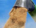 Asociația Producătorilor Agricoli: Nu ne putem lăuda că suntem primii în cazul exporturilor de materii prime. Acest lucru arată că România este o ţară subdezvoltată – Agricultura