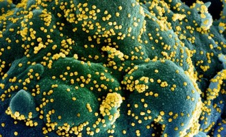 COVID-19: Noi studii științifice, dar și o informație despre urmările foarte grave ale lipsei măsurilor preventive – Coronavirus