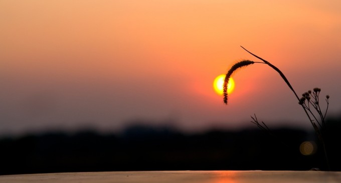 Cum va fi vremea de Florii. Tradiția spune că așa cum va fi de Florii, la fel va fi și de Paște – Esential