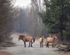 Digi24 GALERIE FOTO „O oportunitate unică de a conserva biodiversitatea”. Zona radioactivă de la Cernobîl, prosperă pentru o specie de cai sălbatici – Esential