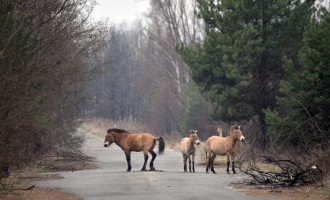 Digi24 GALERIE FOTO „O oportunitate unică de a conserva biodiversitatea”. Zona radioactivă de la Cernobîl, prosperă pentru o specie de cai sălbatici – Esential