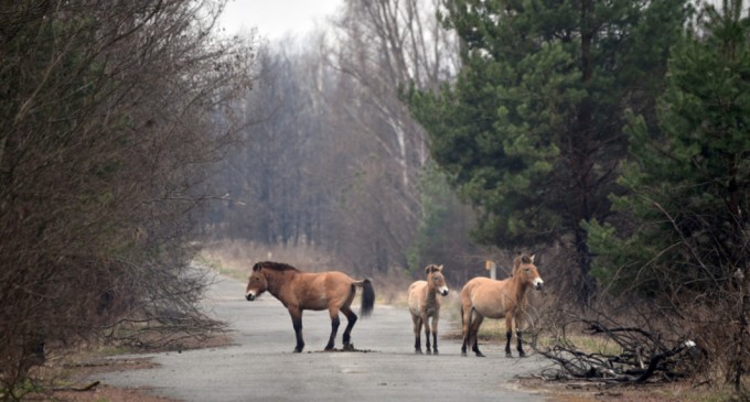 Digi24 GALERIE FOTO „O oportunitate unică de a conserva biodiversitatea”. Zona radioactivă de la Cernobîl, prosperă pentru o specie de cai sălbatici – Esential