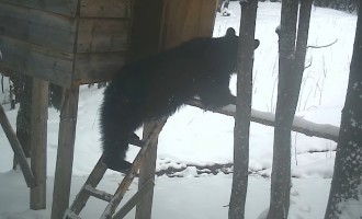VIDEO Un urs ”fură” un sac de porumb – imaginile surprinse de Romsilva în Caraș Severin – Mediu