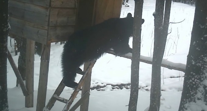 VIDEO Un urs ”fură” un sac de porumb – imaginile surprinse de Romsilva în Caraș Severin – Mediu