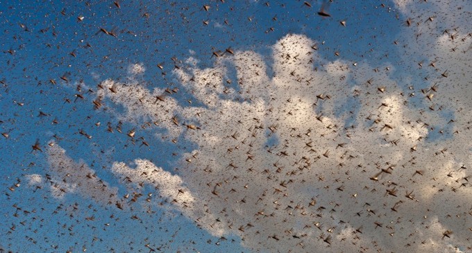 VIDEO Urgie biblică în Liban, armata a fost mobilizată după apariția unui fenomen „foarte rar” – International