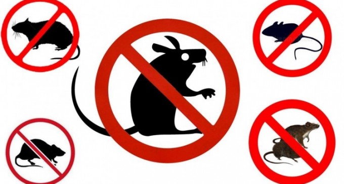 Cat de periculosi sunt soarecii si de ce este important sa stam departe de ei