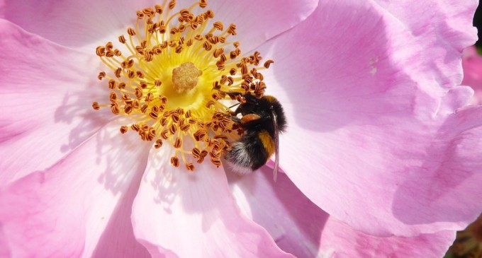 Descoperirea surprinzătoare a oamenilor de știință: Bondarii mușcă plantele pentru a le face să înflorească mai repede / Ce implicații are acest lucru asupra agriculturii – Mediu