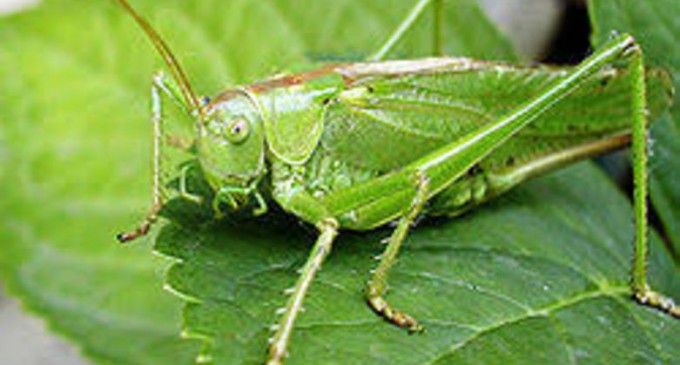 ​Nutriție și sănătate: Să mâncăm greieri? Iată ce este de știut – Natural