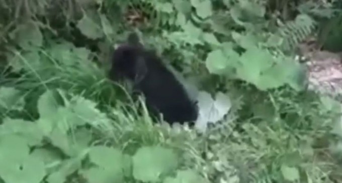 VIDEO Argeş: Pui de urs rănit, salvat în urma unui apel la 112. Animalul a fost găsit pe marginea unui drum, având picioarele din spate fracturate – Mediu