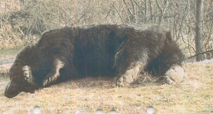 Prințul austriac susține că a împușcat alt urs, nu pe Arthur / Acesta afirmă că a ucis animalul la 250 de metri de un sat – Esential