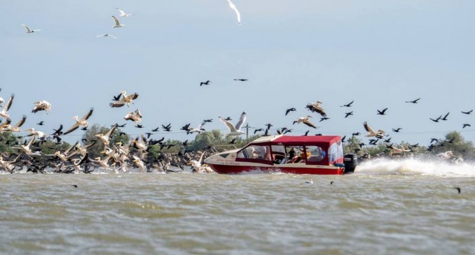 FOTO O poză cât distrugerea biodiversității. O bărcă intră în viteză într-un stol de pelicani din Delta Dunării – Mediu