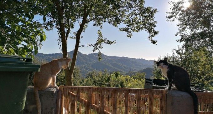 Fenomenul „orășenilor mutați la țară”: „Tot mai mulți se vor muta la țară din disperarea de a trăi o viață normală” – Esential