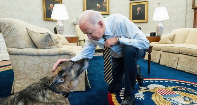Champ, ciobănescul german al lui Joe Biden, a murit – International