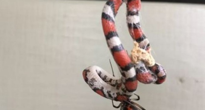 Acești păianjeni doboară șerpi de sute de ori mai mari decât ei – Stiintele vietii