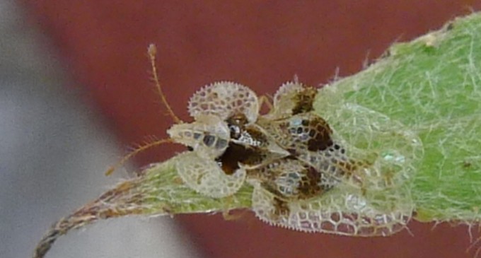 Ce sunt tigrii platanului- insectele care au ajuns din greșeală în România și care ne înțeapă pentru că ne confundă cu frunzele de copaci – Esential