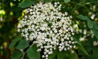 Cum se prepară acasă un sirop de soc