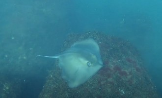 O bacterie îmbolnăvește peștii din Marea Neagră – Mediu