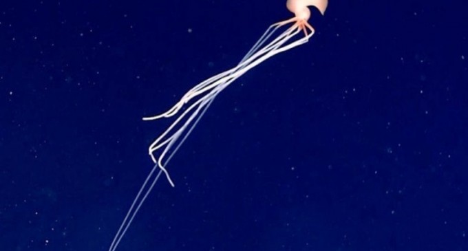 Un „fantomatic” calamar uriaș a fost filmat în ocean la o mare adâncime – Stiintele vietii