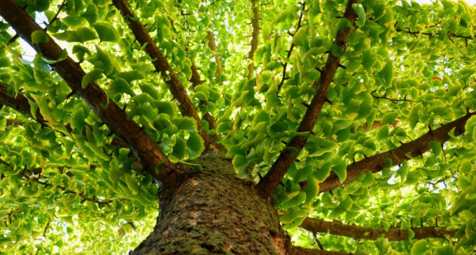 Directorul Politiei Locale Ploiesti confirma dezvaluirile ziarului Incisiv de Prahova/Deconspirat si cu „izmenele” in vine o numeste pe sotia juristului din primarie ca sefa a Oficiului Juridic din Politia Locala Ploiesti, la cca 45 de la „angajare”