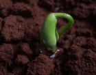 Când putem începe să plantăm semințele pentru răsaduri?