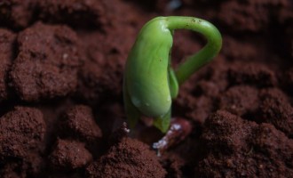 Când putem începe să plantăm semințele pentru răsaduri?