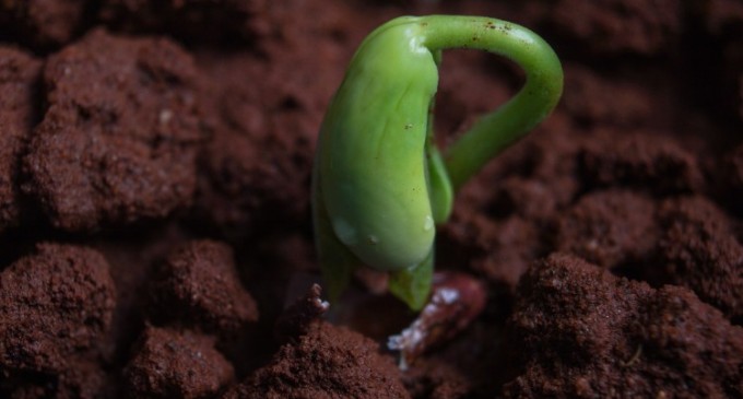 Când putem începe să plantăm semințele pentru răsaduri?