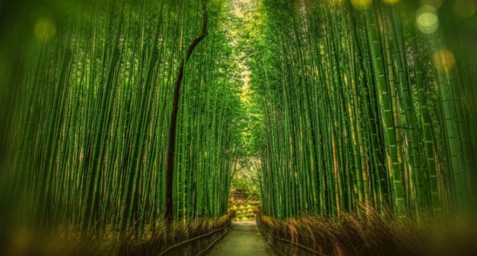 Ecologia și parchetul din bambus