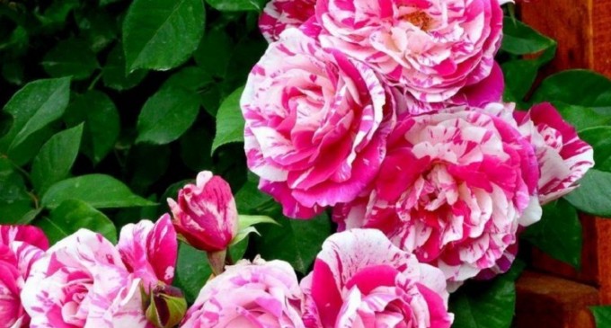 Când este momentul potrivit pentru a planta trandafiri în curte?