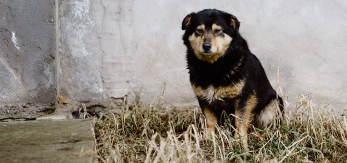 Câinii fără stăpân – o problemă pentru care și tu poți fi soluția