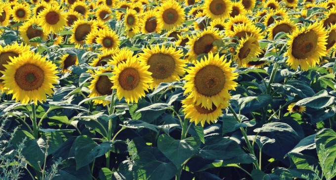 Misterul furtului de 70 de tone de floarea-soarelui de pe un câmp din Ialomița