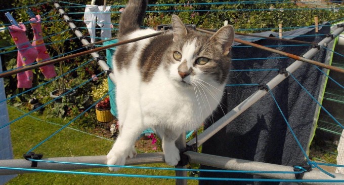 Flossie, cea mai bătrână pisică de lume, are 27 de ani