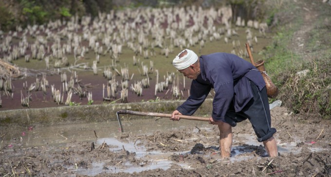 China: Fermierii își distrug recoltele pe care nu le pot vinde din cauza restricțiilor anti-covid