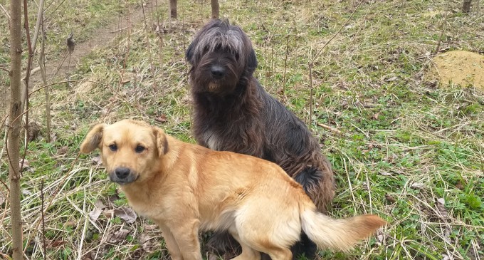 Primăria Capitalei reia campania de sterilizări şi microcipări gratuite. Cum se poate face programare