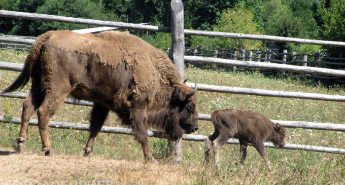 Belarus acuză Polonia că îi pune în pericol populația de zimbri