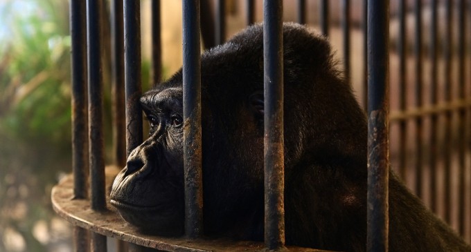 Soarta ultimei gorile din Thailanda stârnește noi controverse