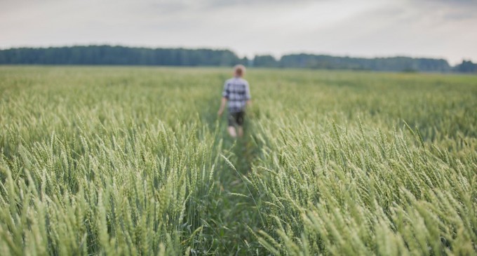 Fertilizarea de primavara a graului. Iata ce ingrasaminte trebuie sa folosesti