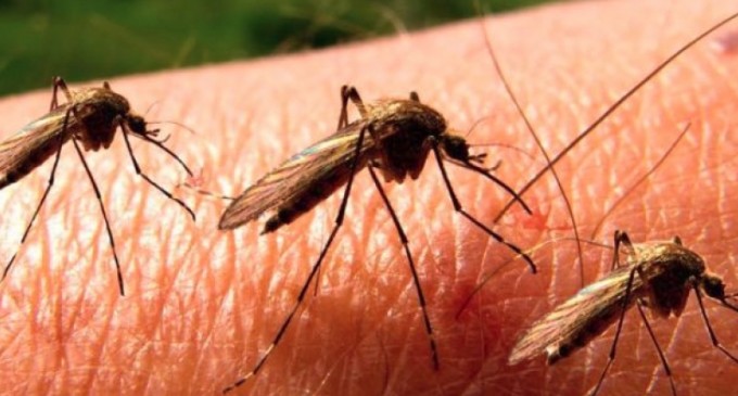 De joi încep tratamentele de combatere a ţânţarilor în toate parcurile din Capitală, anunță Nicușor Dan