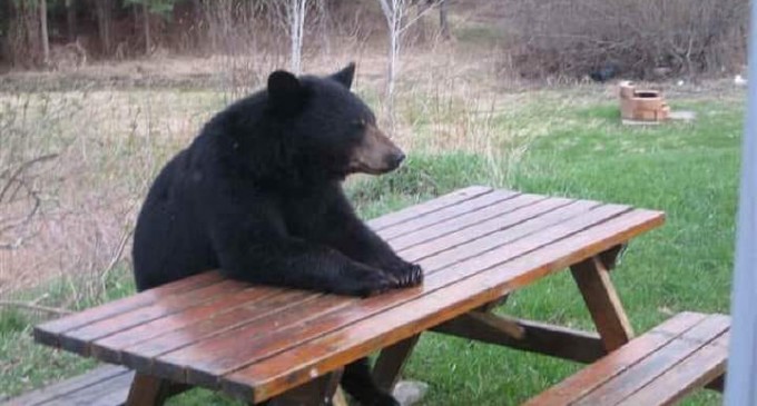 Descoperire uluitoare! Unde s-a ”ascuns” ursul roz „tocmit” de PSD-istul Andrei Volosevici sa abata atentia de la TCE?  – Ziarul Incisiv de Prahova