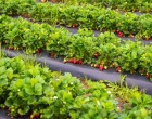 Importanța pompei de irigare agricolă pentru succesul fermelor și afacerilor agricole