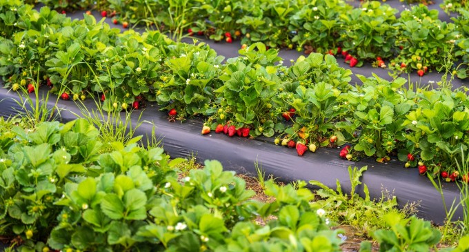 Importanța pompei de irigare agricolă pentru succesul fermelor și afacerilor agricole