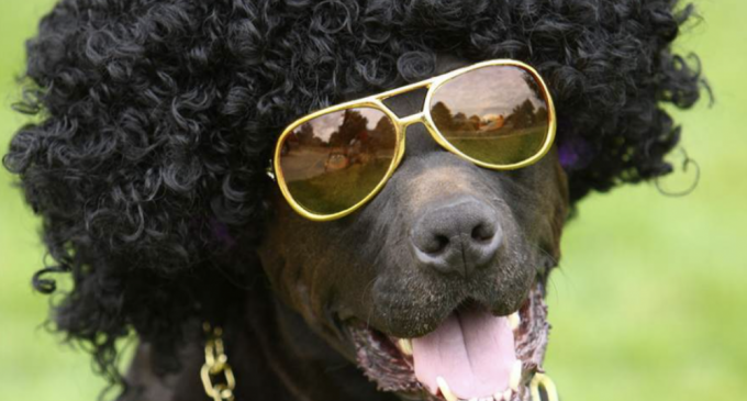 Când o labă spală altă labă/ Triunghiul ZEUS zis Grivei&Nea Nero de Ploiești zis Preafericitul Primar&Un „actor” grăbit – Ziarul Incisiv de Prahova