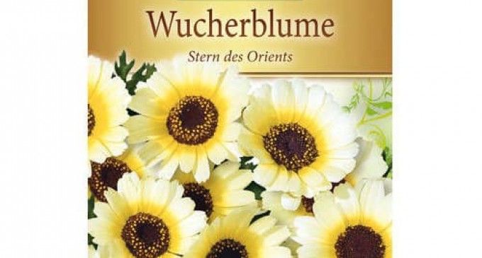Semnificația puieților și a butașilor de plante ornamentale: cum să-i alegeți și ce să sădiți toamna