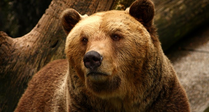 Un urs a intrat în curtea unui liceu din Harghita. Animalul a fost împușcat