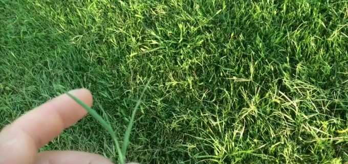 Cum scapi de buruienile din gazon?