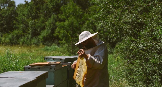 Care este starea apiculturii în România și de ce avem nevoie de o legislație clară cu privire la etichetare și originea produselor apicole